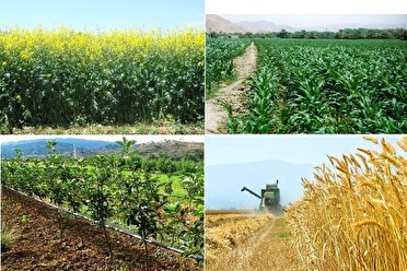 درآمد 23 هزار میلیارد تومانی محصولات کشاورزی شمال استان کرمان