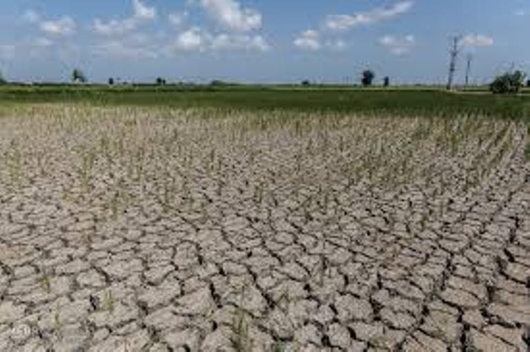 خسارت ۴۱ هزار میلیارد ریالی خشکسالی به کشاورزی فارس