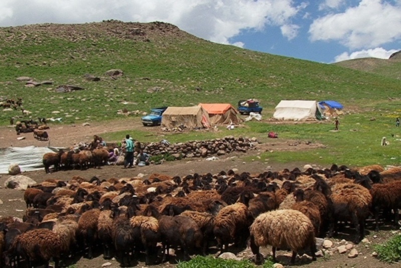 دام مازاد عشایر ایلام خریداری می‌شود