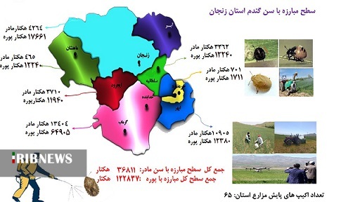 مبارزه با آفت سن در استان زنجان همچنان ادامه دارد