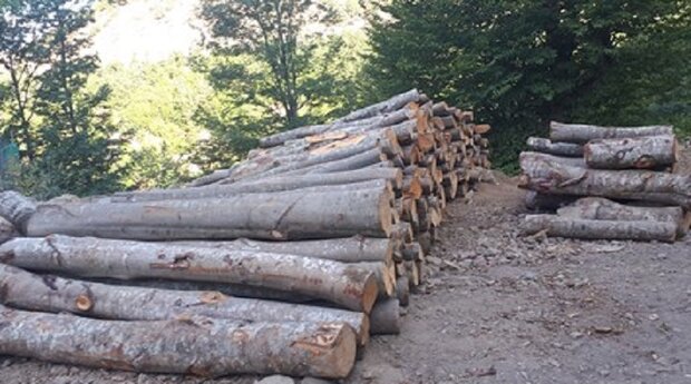 دستگیری عاملان قطع درختان جنگلی در دزفول