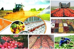 صادرات محصولات کشاورزی و محصولات دام و طیور به کشورهای همسایه
