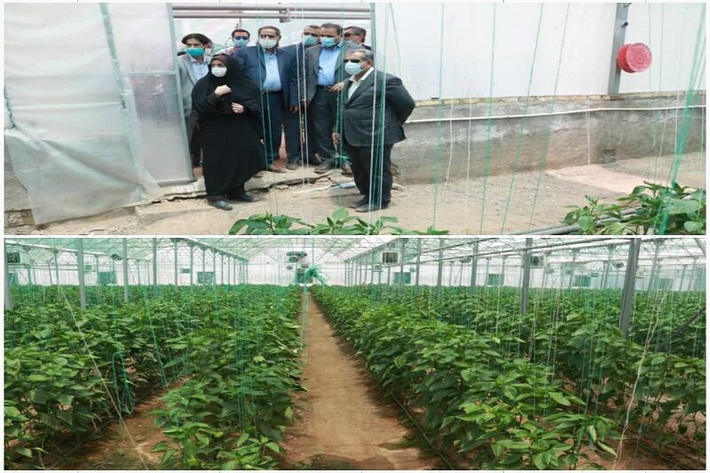 افتتاح یک واحد گلخانه‌ای در بویین زهرا 