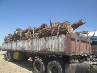 کشف چوب ۱۰ تن قاچاق در سلطانیه