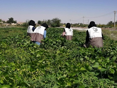 اجرای برنامه‌های طرح بهبود تغذیه زنان روستایی شهرستان مهر