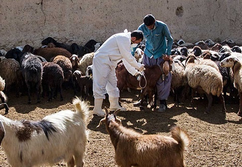 قرنطینه کانون مشکوک به بیماری سیاه‌زخم در ایلام