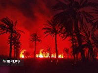 آتش سوزی در نخلستان‌های دهستان منیوحی