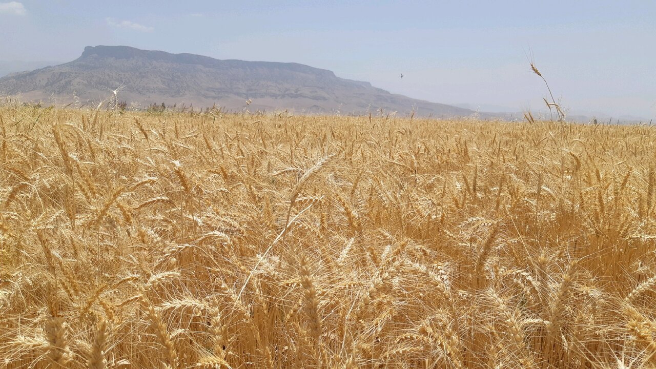 برداشت گندم از نیمی از مزارع فارس