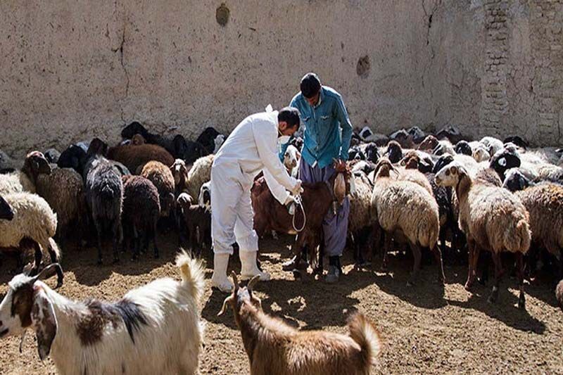 واکسینه شدن بیش از یک میلیون دام علیه بیماری طاعون و بروسلوز در کردستان