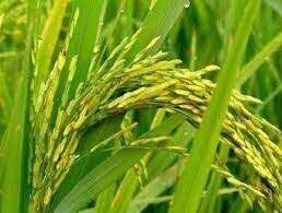 ظهور اولین خوشه‌های طلایی برنج در شهرستان املش