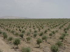 کشت ۲ هزار هکتار نهال در اراضی بیابانی استان مرکزی