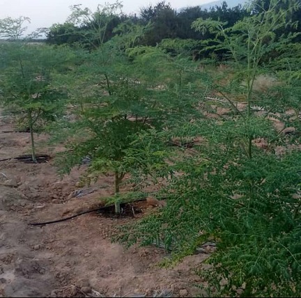 کشت گیاه دارویی مورینگا در داراب