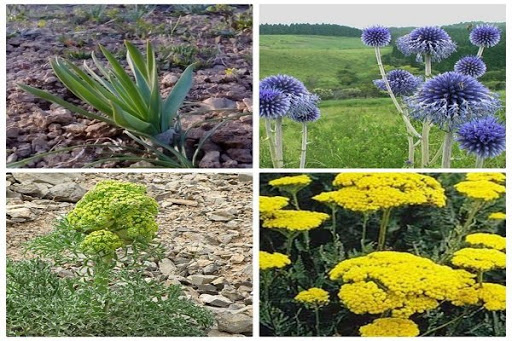 شناسایی ۴۵۰ گونه گیاه دارویی در آذربایجان شرقی