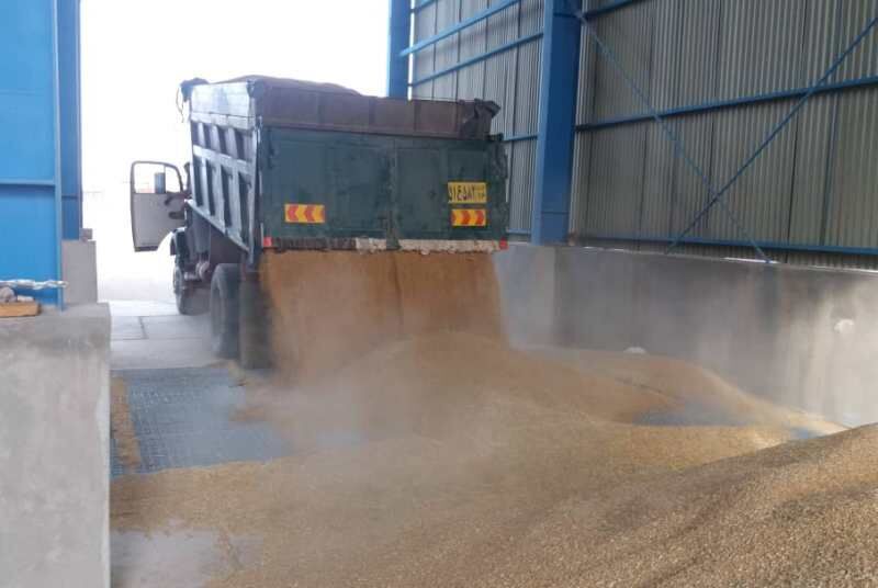 خرید بیش از ۵ هزار تن گندم از کشاورزان خراسان رضوی
