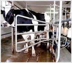 تولید سالانه ۱۲۱ هزار تُن شیر در خراسان شمالی