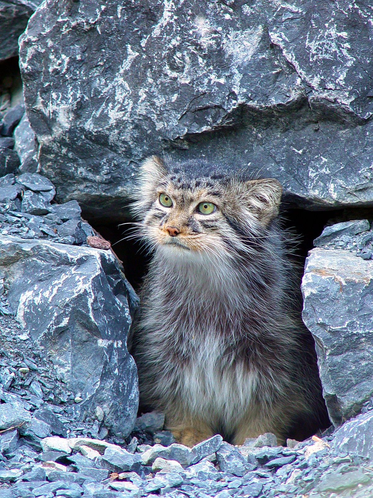 مشاهده گونه نادر و کمیاب گربه پالاس در طبیعت کوهسرخ
