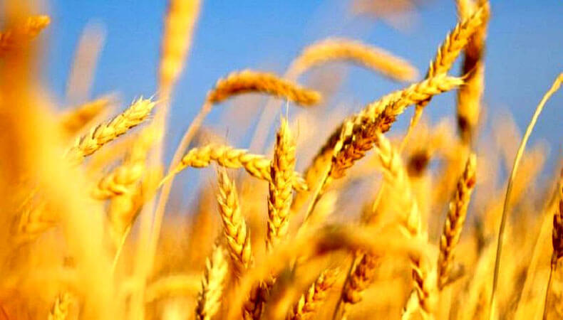خرید ۲۴۳ تن گندم از کشاورزان توسط شبکه تعاون روستایی خراسان رضوی