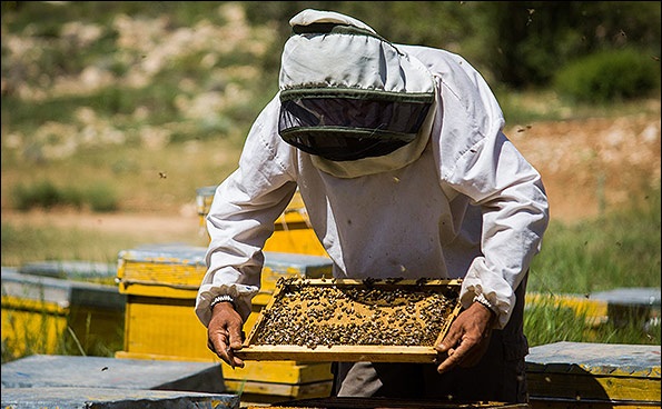 خشکسالی کام زنبورداران کرمانشاهی را تلخ کرد