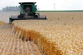 تولید گندم در کارزار خشکسالی
