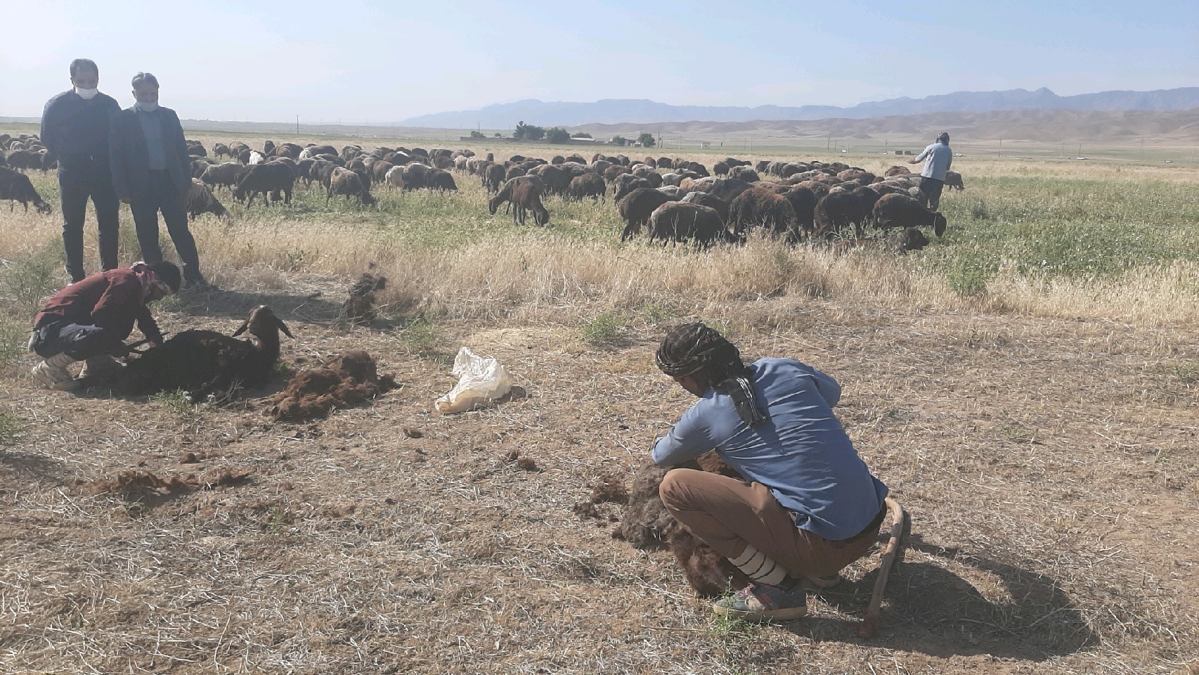 مسابقه چیدن پشم گوسفندان در فریمان