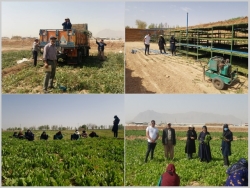توسعه کشت گیاهان دارویی، نوش‌داروی کشاورزی جهت مناطق کم آب اصفهان