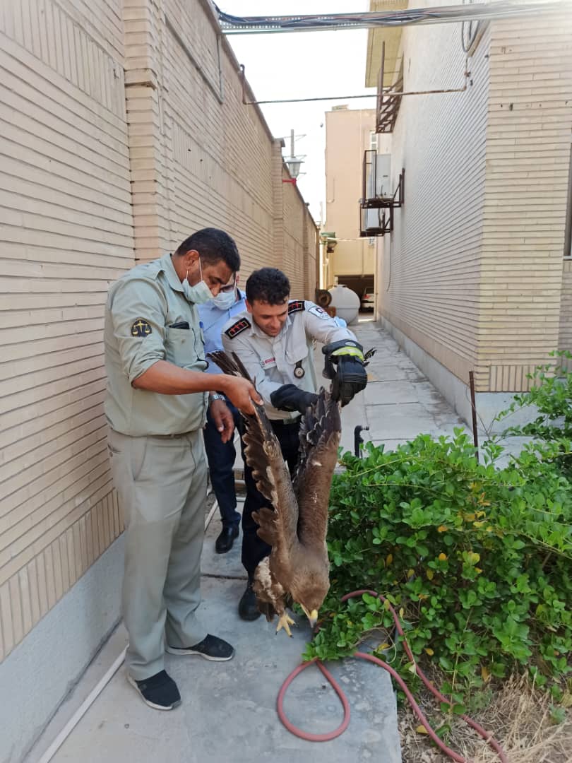 زنده گیری یک بهله عقاب در اهواز