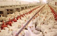 رتبه دوم آذربایجان غربی در تولید گوشت مرغ در کشور