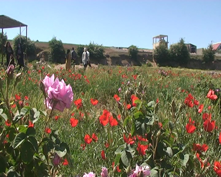 گل های شقایق  روستای کرنگ کالپوش / جمعه