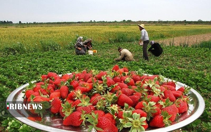 ایجاد ۲ خوشه صنعتی توت‌فرنگی و گردشگری در کردستان