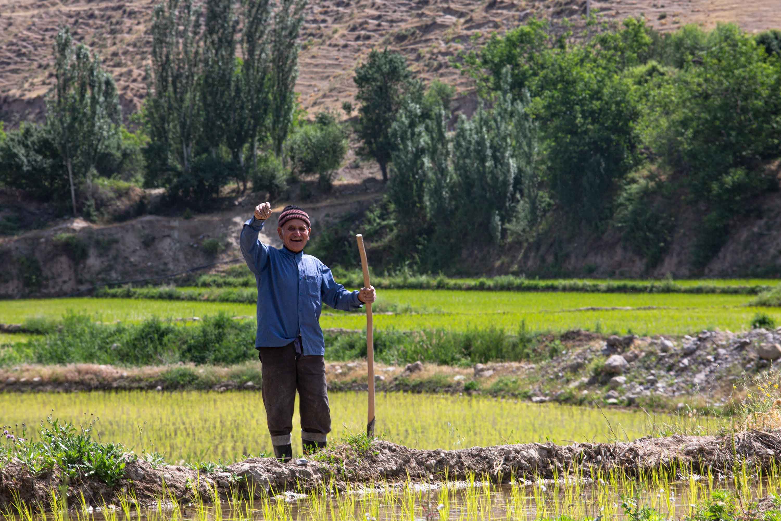 آغاز نشای برنج در شهرستان کلات