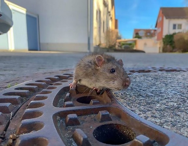 حمله موش‌ها به تخلیه زندانی در استرالیا منجر شد