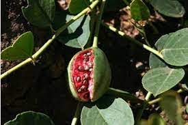 پیش بینی برداشت بیش از ۱۵ تُن هندوانه کوهی در پلدشت
