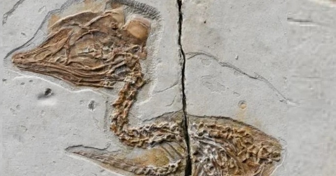 فسیل ۱۲۰ میلیون ساله کشف شد