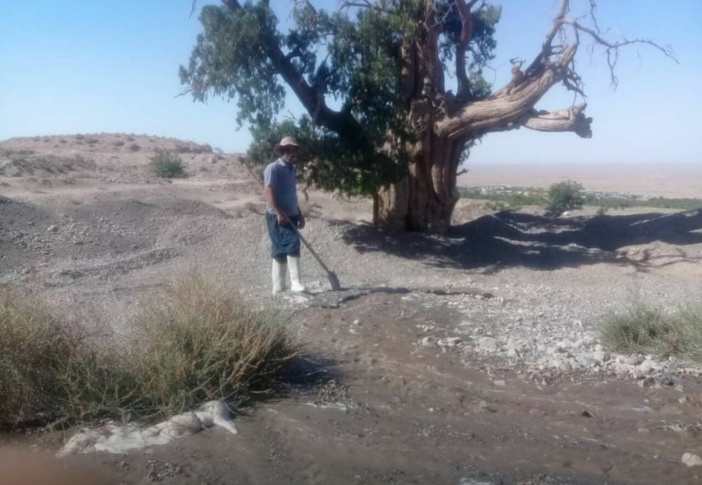 همت اهالی روستای استند برای نجات سرو کهنسال