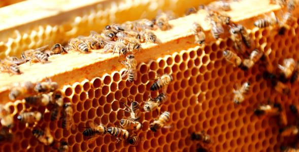 افزاش ۲۰ درصدی تولید عسل در خلخال