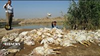 شناسایی خاطیان و تلاش برای رفع آلودگی احتمالی کانال آب