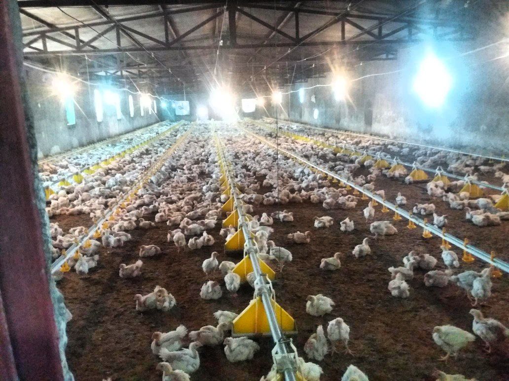 رشد ۶ برابری جوجه ریزی در مرغ داری های مه ولات