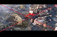 تصاویر جعلی از لاشه سوخته حیوانات در آتش سوزی فارس