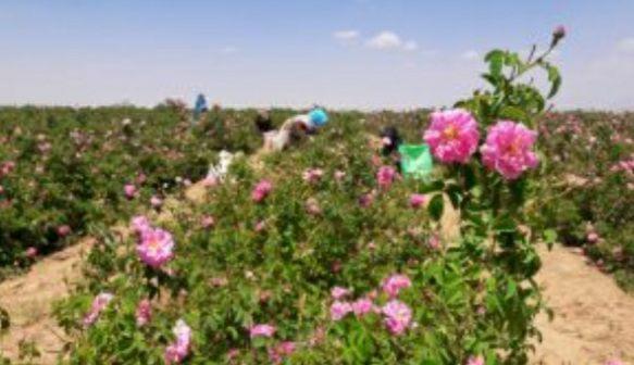 برداشت ۲۰۰ تن گل محمدی از مزارع بخش رخ تربت حیدریه
