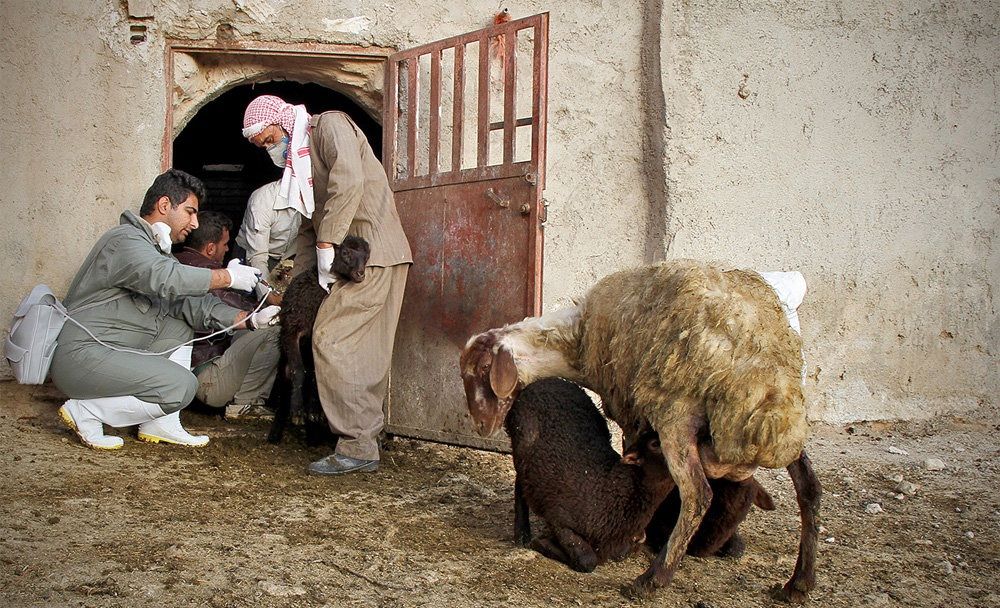 مایه کوبی بیش از ۸۱ هزار راس دام  علیه تب برفکی در کردستان