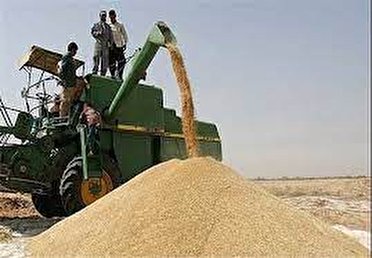 خرید بیش از ۲۹ هزار تن گندم مازاد بر نیاز کشاورزان در استان مرکزی