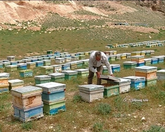 پیش بینی کاهش ۱۵ درصدی تولید عسل بهاره در خراسان شمالی