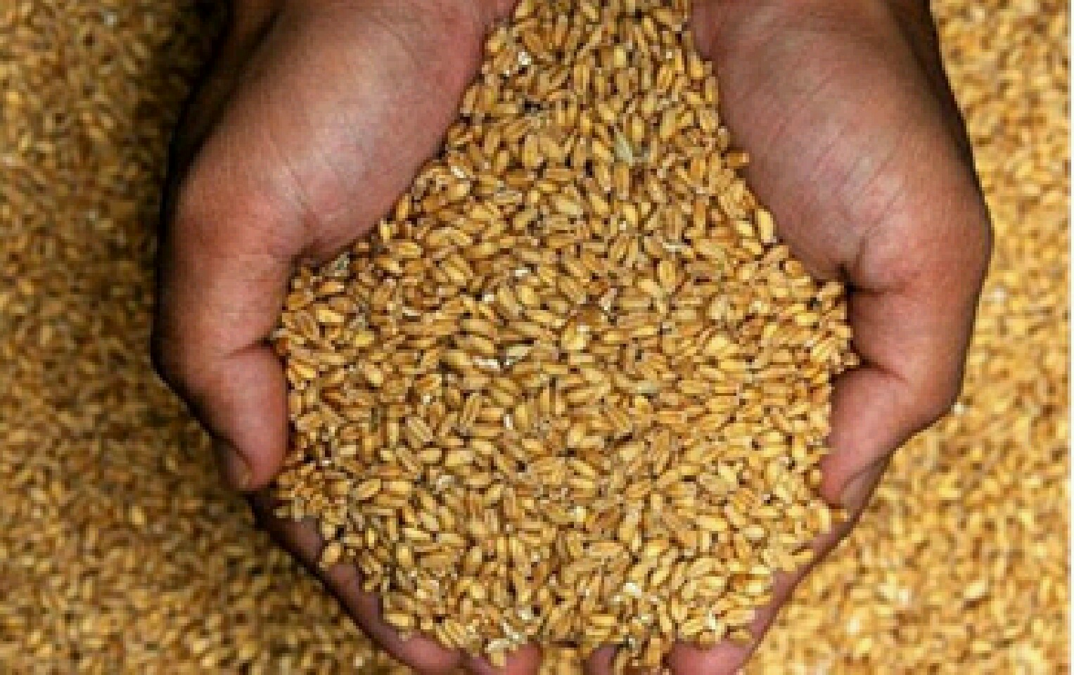۱۰۰ درصد نیاز خراسان رضوی به بذر، در استان تولید می‌شود