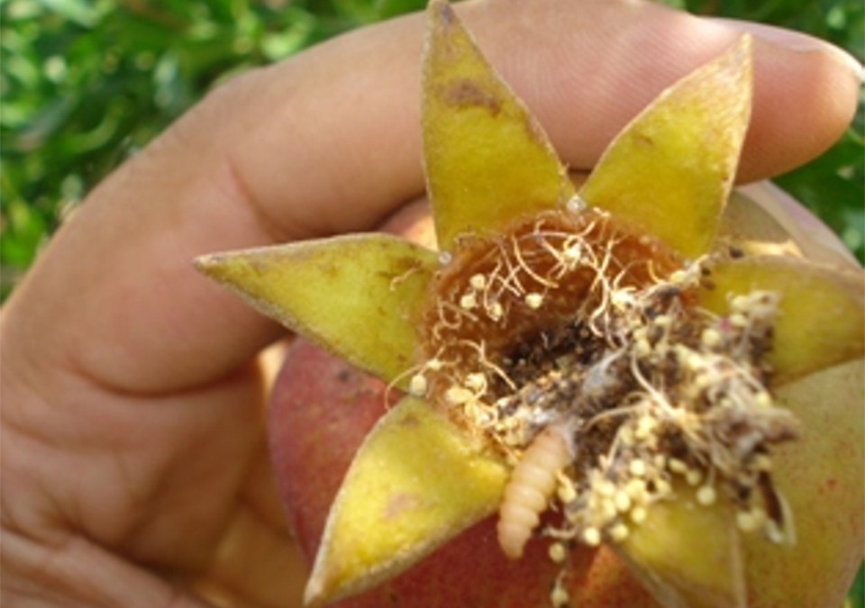 مبارزه بیولوژیک با آفت کرم گلوگاه انار در باغات کاشمر