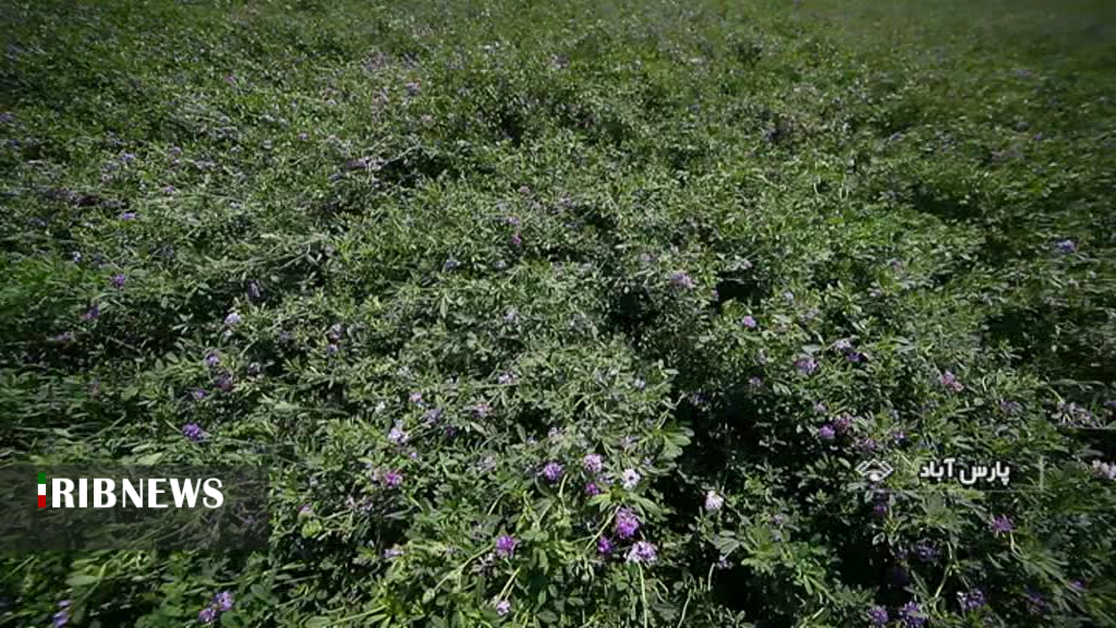 ممنوع بودن خروج بار یونجه از پارس آباد و مشکلات یونجه کاران