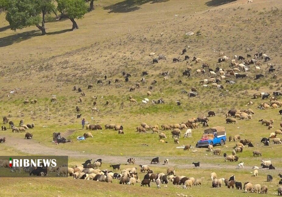 هشدار به دامداران همدان در خرید و فروش دام به سایر استان‌ها