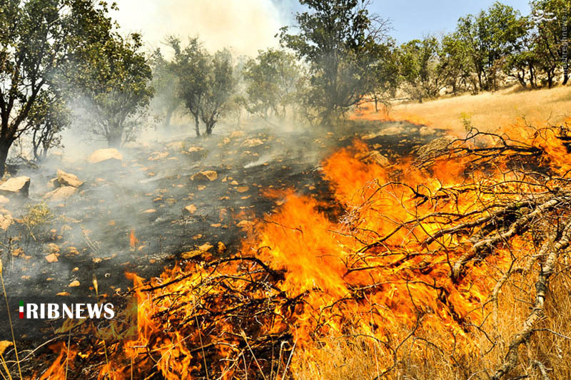 آتش سوزی در 423 هکتار از جنگل های مریوان