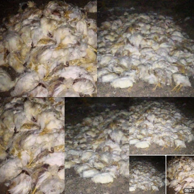 تلف شدن ۴ هزار مرغ گوشتی در بردسکن بر اثر قطعی برق