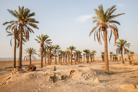 ۵ میلیون نخل در شادگان در انتظار رفع تشنگی