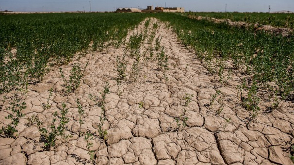 خسارت ۳۲۷هزار هکتاری خشکسالی به کشاورزان خوزستان+فیلم